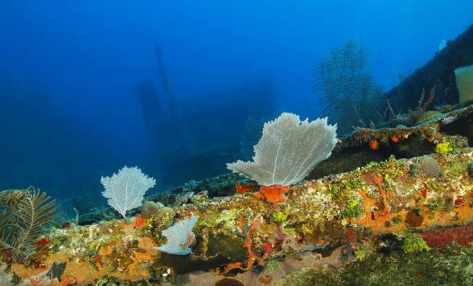 Roatan Island Tour & Shipwreck Snorkeling Shore Excursion